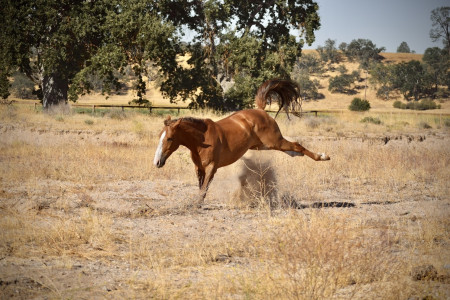 Tango Mustang Photo #2