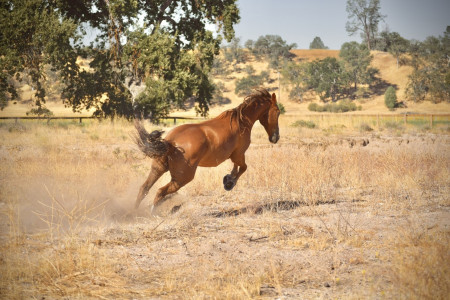 Tango Mustang Photo #1