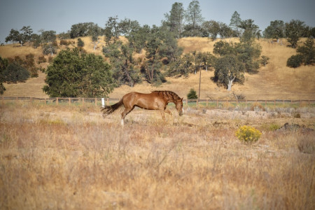 Tango Mustang Photo #4