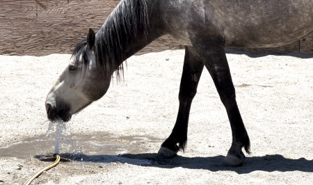 Troubadour Mustang Photo #5