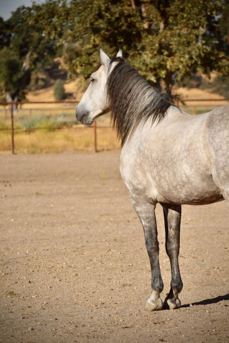 Troubadour Mustang Photo #4