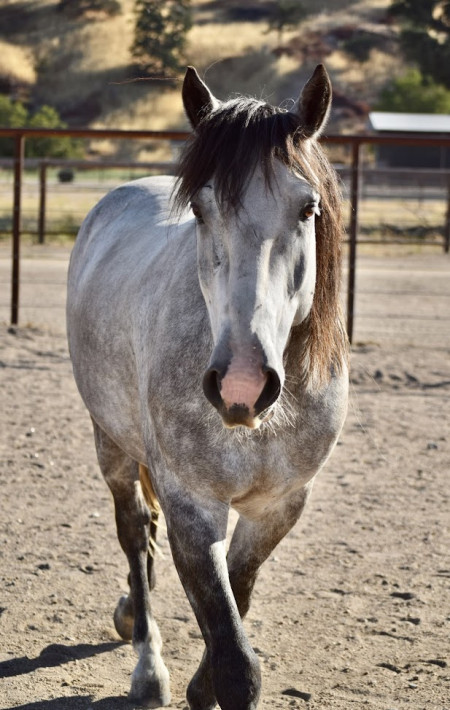 Troubadour Mustang Photo #3