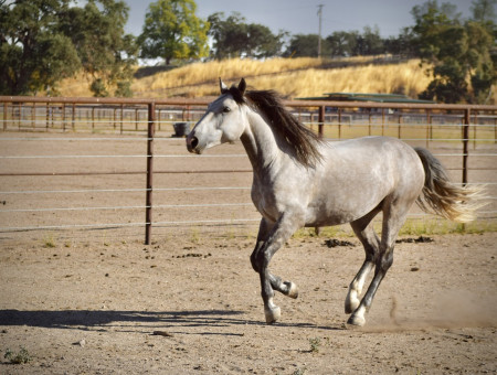 Troubadour Mustang Photo #2