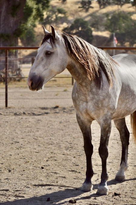 Troubadour Mustang Photo #1