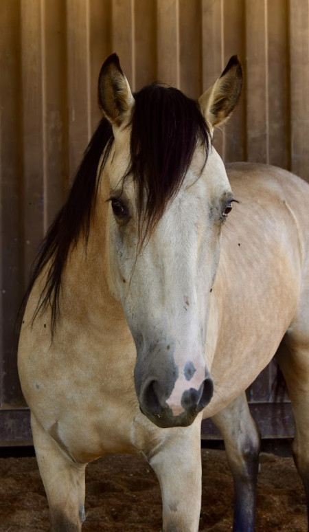 Windwalker Mustang Photo #4