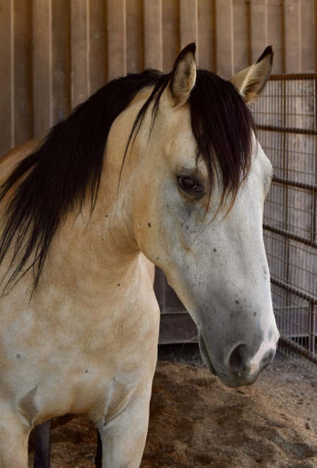 Windwalker Mustang Photo #1