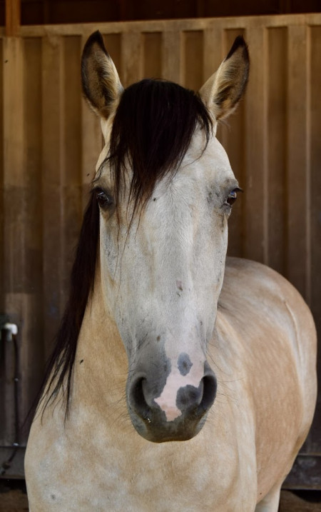 Windwalker Mustang Photo #2