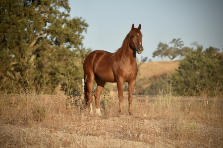 Whiskey River Mustang Photo #2