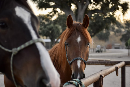 Whiskey River Mustang Photo #1