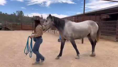 Troubadour Mustang Video #1