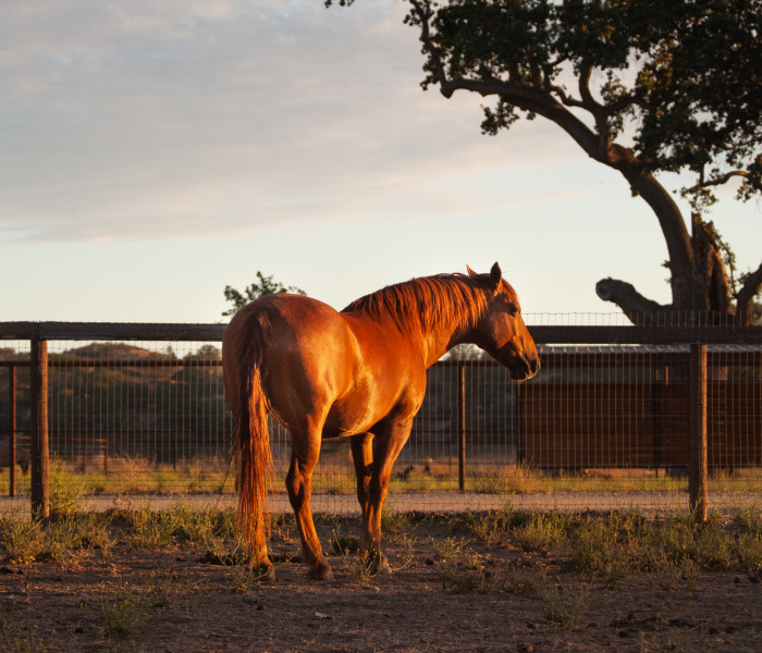 Sweetbeau Horses