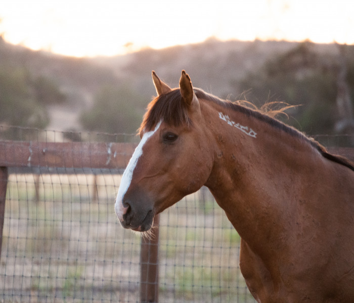 Sweetbeau Horses