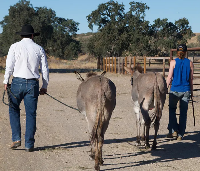 Donkey Hike