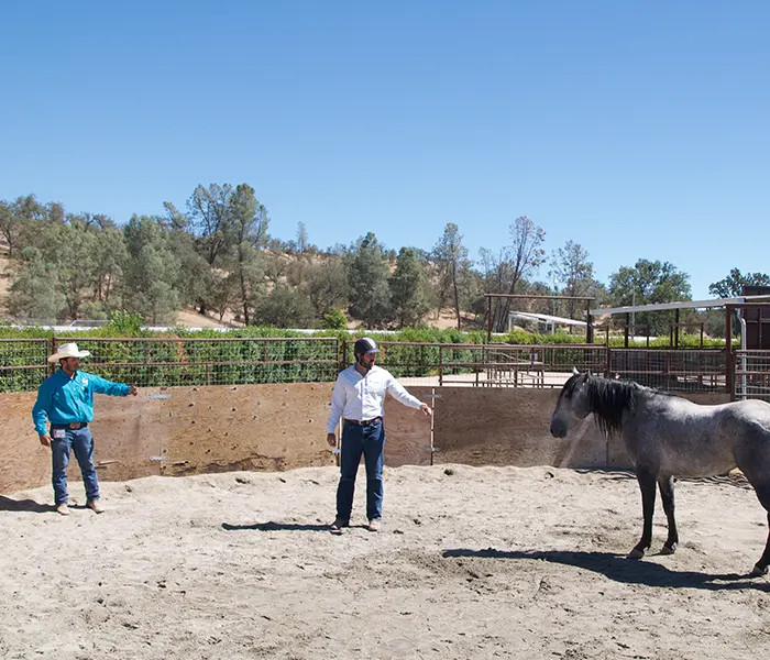 Mustang Experience | Sweetbeau Horses