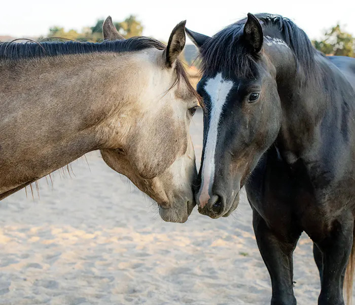 Two Sweetbeau Mustangs